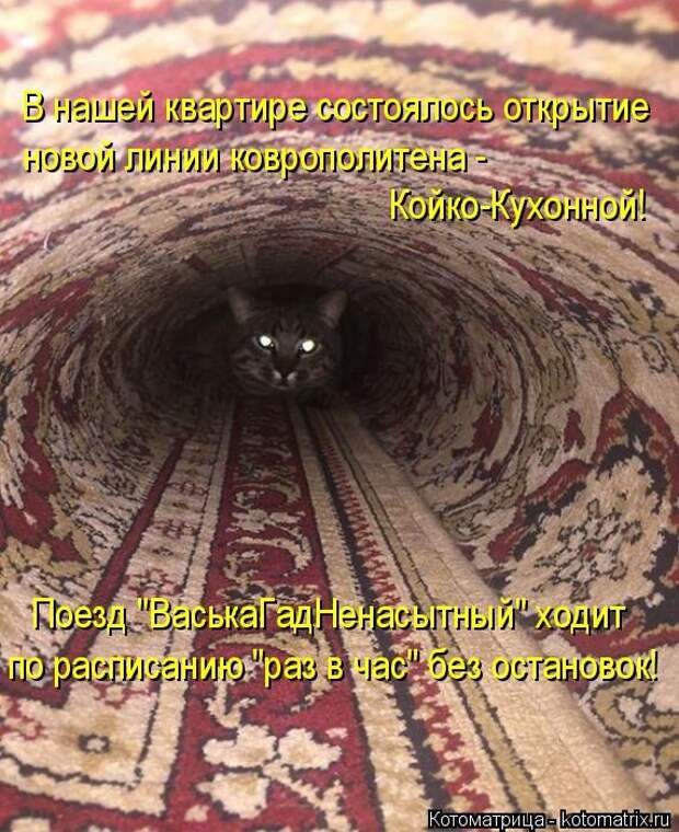 Лучшие котоматрицы недели (50 фото)