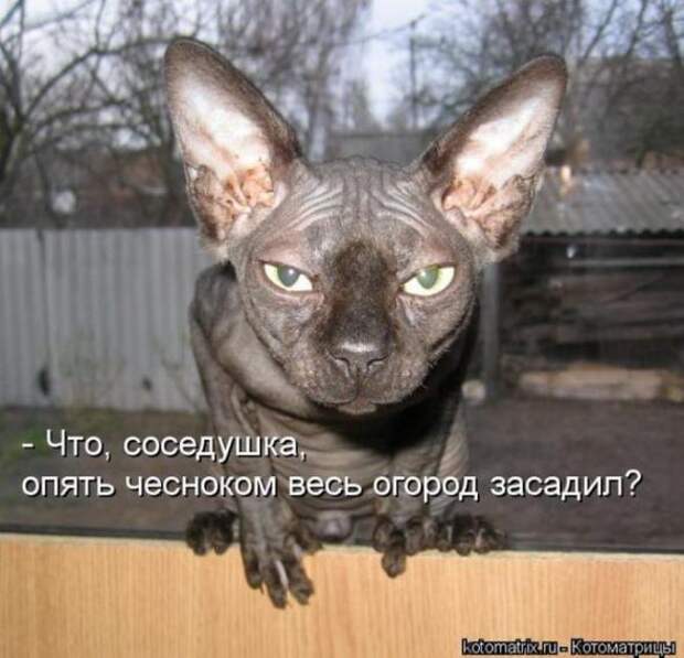 Котоматрицы (картинки с надписями)