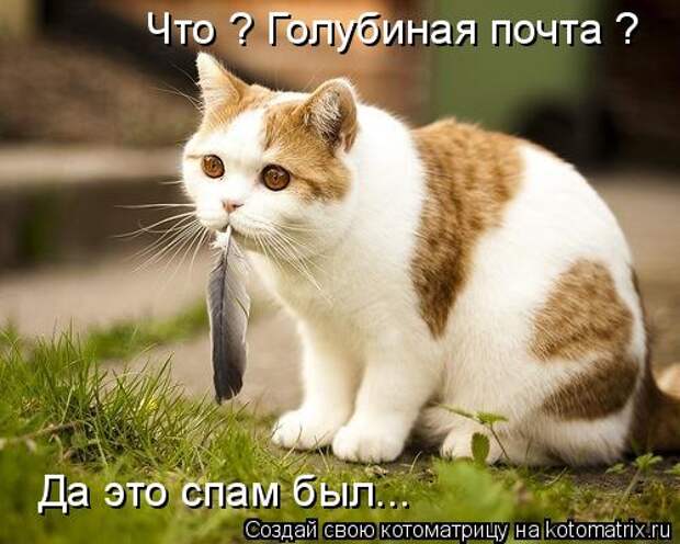 Котоматрица: Что ? Голубиная почта ? Да это спам был...