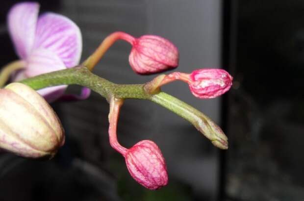 Почему орхидея сушит бутоны: разбираемся в причинах