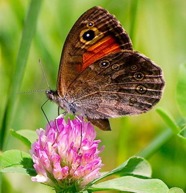 Бабочка на клевере. Фото Болсунова