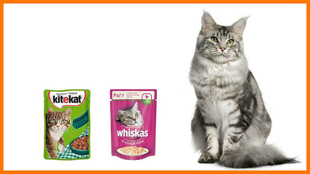 Опасные готовые корма для кошек