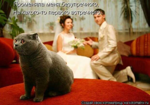 Котоматрицы(картинки с надписями)