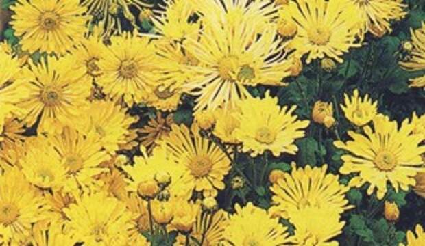 Хризантема Tante Heti Хризантема Tante Heti