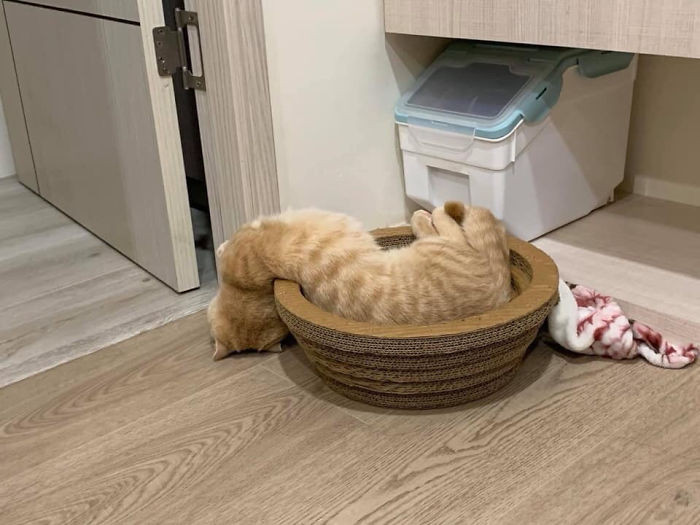 Котики, с которыми происходит что-то непонятное