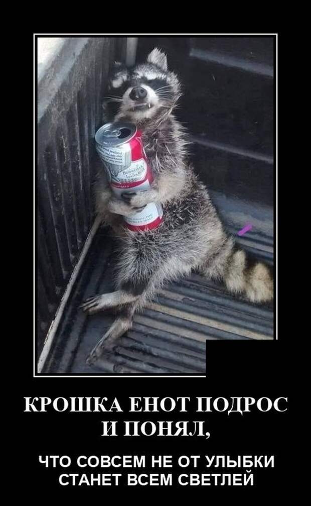 Демотиватор про енота
