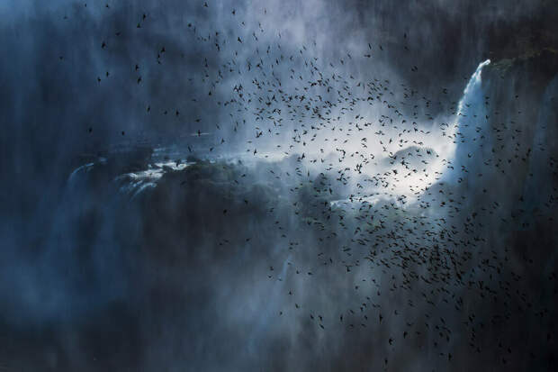 Победители фотоконкурса Bird Photographer of the Year 2020