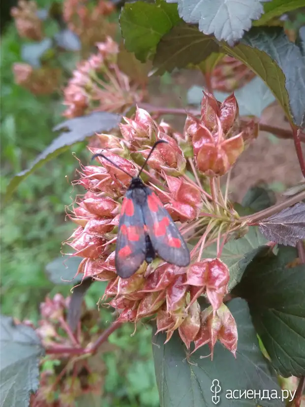 Наши соседи по даче, друзья или враги? (Часть 2)