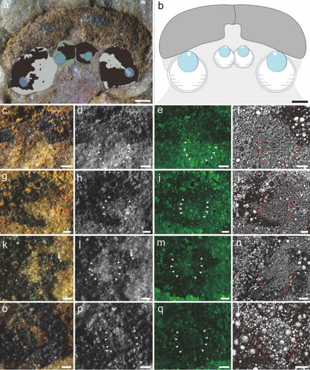 Реконструкция глазной области хайкоуихтиса