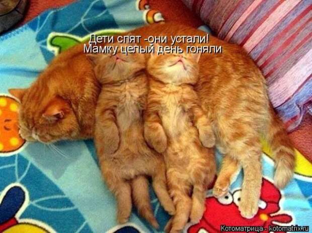 Лучшие котоматрицы недели
