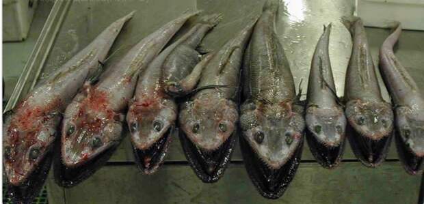 Новые снимки странных рыб от мурманского моряка. Фантастические твари
