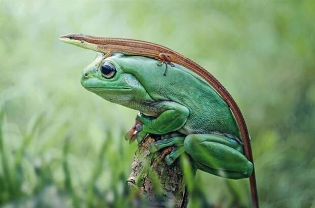 Древесная лягушка, примерившая ящерицу вместо шляпки загадки, интересно, неизведанное, познавательно, тайны