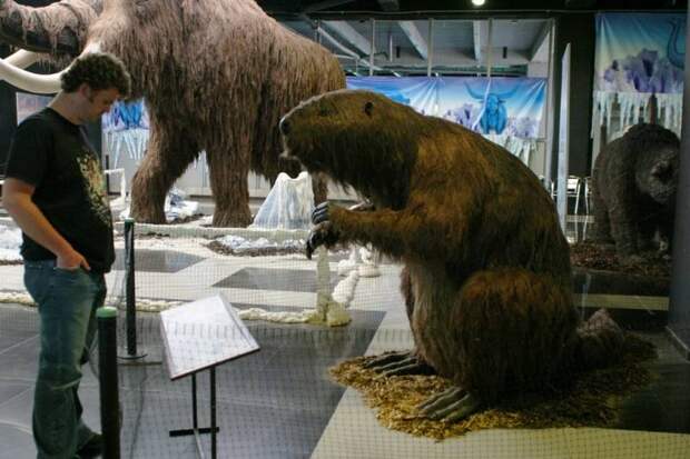 Гигантский вымерший бобер размером с медведя