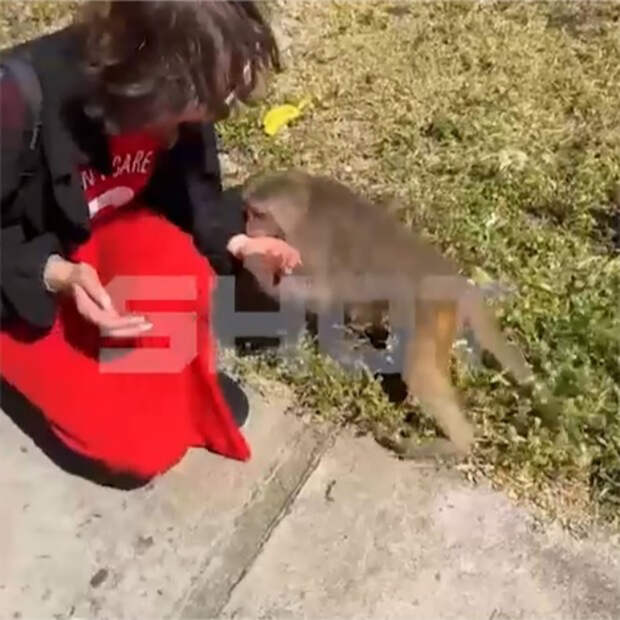 Россиянка стала жертвой агрессивной обезьяны во Вьетнаме и попала на видео