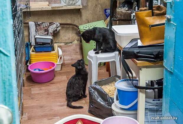 кошка, приют, Минск, волонтеры