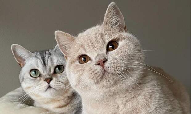 Как продлить жизнь кошке или собаке: 6 главных правил