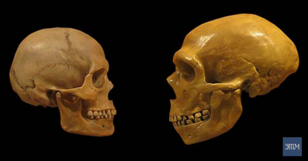Сравнение черепов современного человека и неандертальца из Кливлендского музея естественной истории