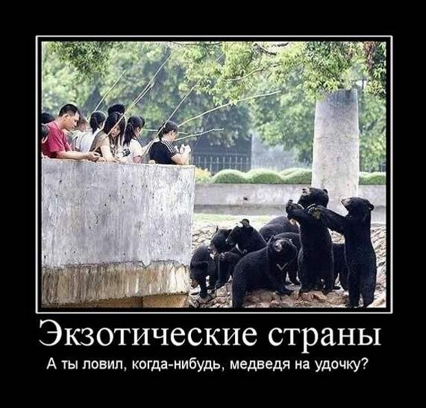 Позитивные демотиваторы про животных (20 фото) Позитивные демотиваторы про животных (20 фото)