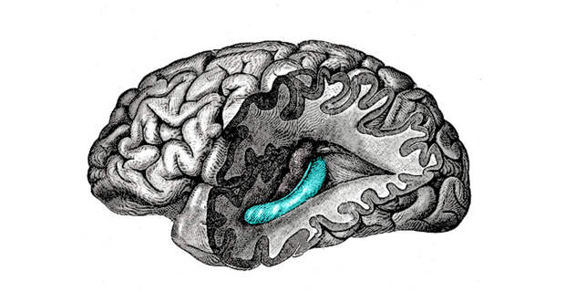 A black and white illustration of a cross section of the brain. The hippocampus is highlighted in blue.