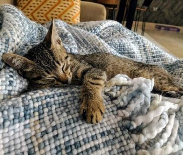 Котенок на покрывале Спящий котенок