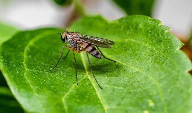 Вирусолог Зверев назвал комаров переносчиками опасной лихорадки