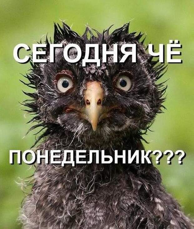 Понедельник: прикольные картинки Понедельник: прикольные картинки
