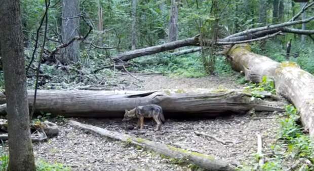 На границе Тульской и Калужской областей засняли воющего волчонка