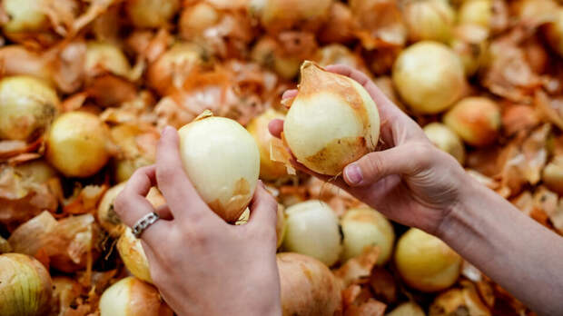 Россиянам, снимающим в магазине луковую шелуху для покраски яиц, грозят штрафы