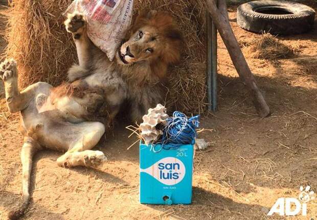 На Пасху ADI приготовили сюрприз для спасенных львов. Лео пришел в настоящий восторг, когда получил свой подарок! животные, лев, милота