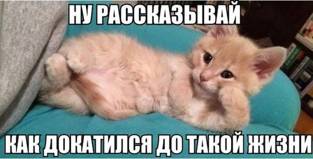 Прикольные картинки (102 фото) Прикольные картинки (102 фото)