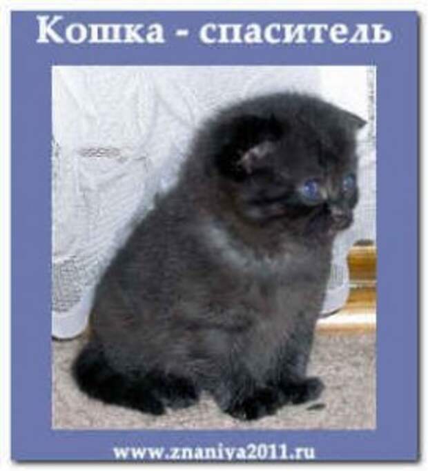 Кошка - спаситель.