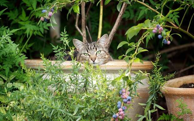 Коты-флористы. Фото