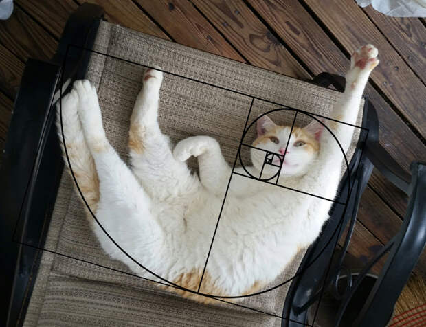 Без кота и жизнь не та