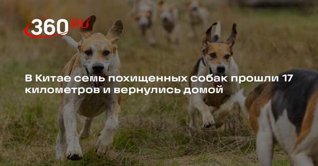 В Китае семь похищенных собак прошли 17 километров и вернулись домой