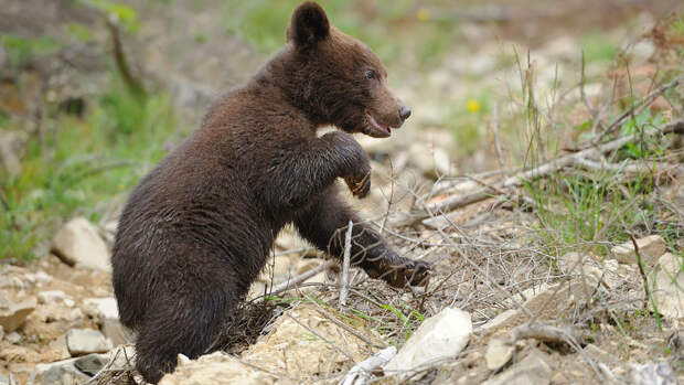 В Югре наказание грозит волонтерам, которые незаконно вывезли из леса медвежат