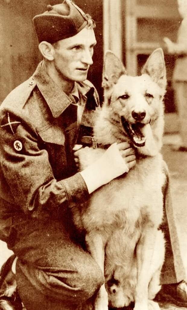 10 знаменитых собак Второй мировой войны вторая мировая, вторая мировая война, животные, история, собаки