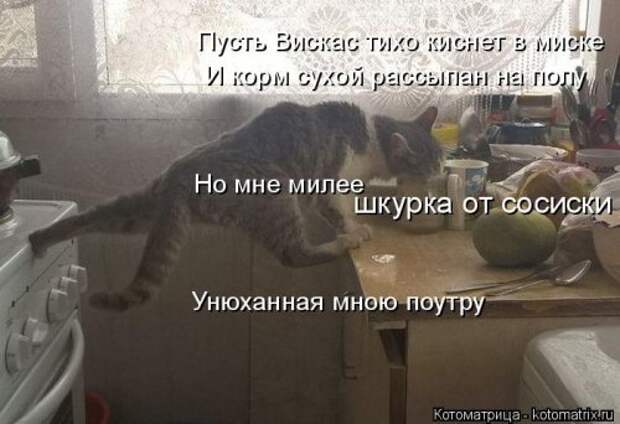 Котоматрица новая и прикольная (37 фото)