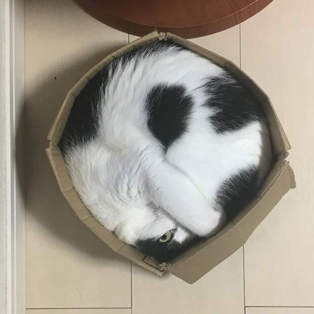Фотография: 33 котика, которые заснули в самых удивительных и необычных позах №24 - BigPicture.ru