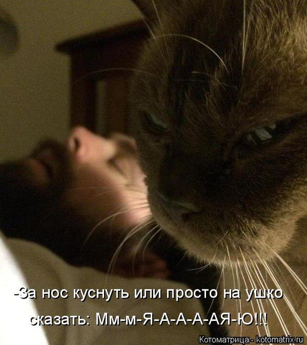 Лучшие котоматрицы недели (50 фото)