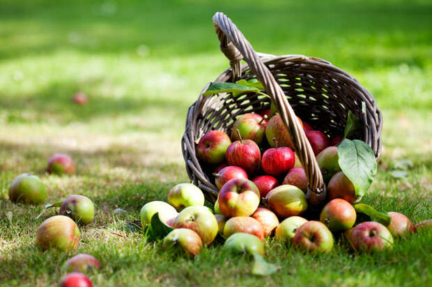 Есть ли в природе молодильные яблоки?