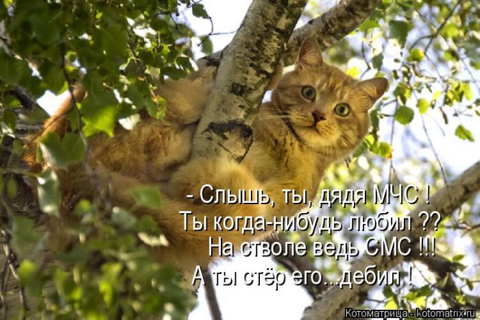 Лучшие котоматрицы недели (50 фото)