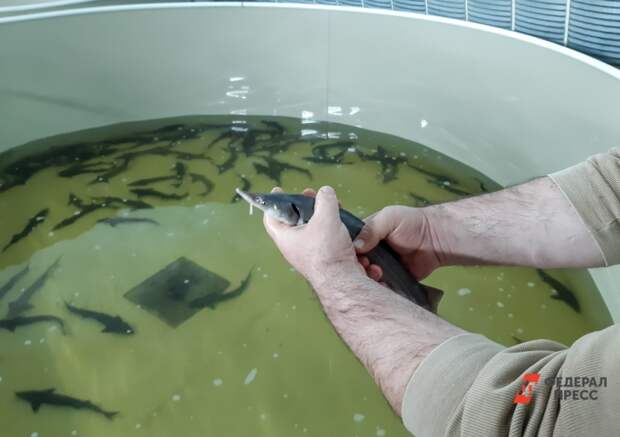 Азовское море может стать новым домом для русского осетра