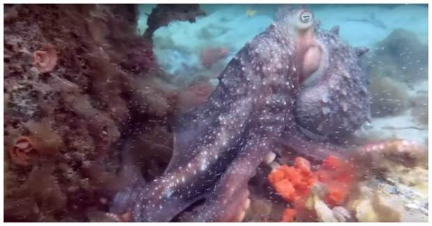 Потревоженный осьминог пытается напугать дайвера своими размерами австралия, видео, осьминог