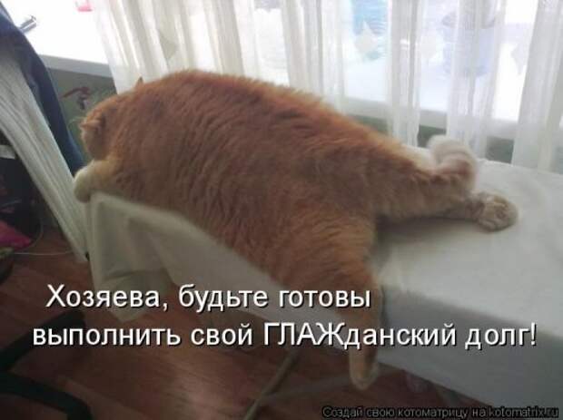 Котоматрица новая и прикольная (37 фото)