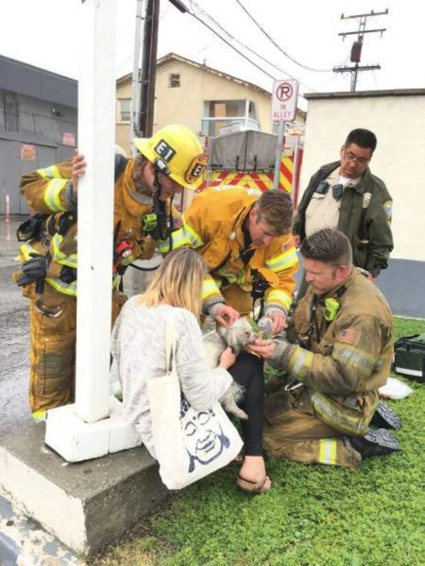 Калифорнийский пожарный доказал своё предназначение спасать жизнь каждого живого существа (8 фото)
