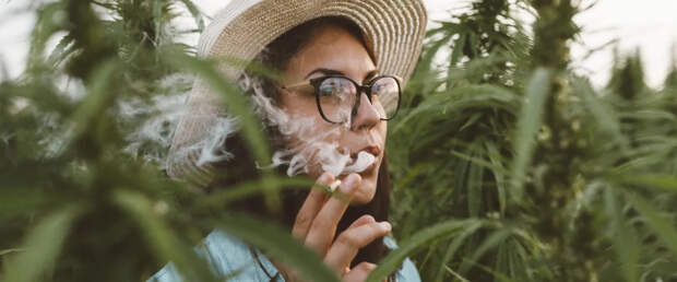 Каннабис повышает риски смертности от сердечно-сосудистых заболеваний вдвое