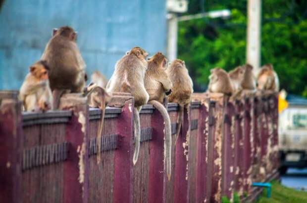 Monkey Buffet Festival: пир для обезьян (22 фото) Monkey Buffet Festival: пир для обезьян (22 фото)