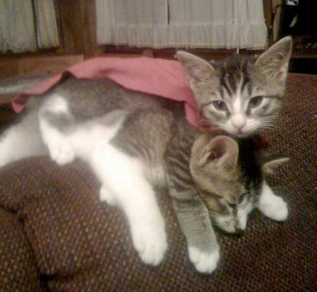 Котики которым все пофиг (12 фото)