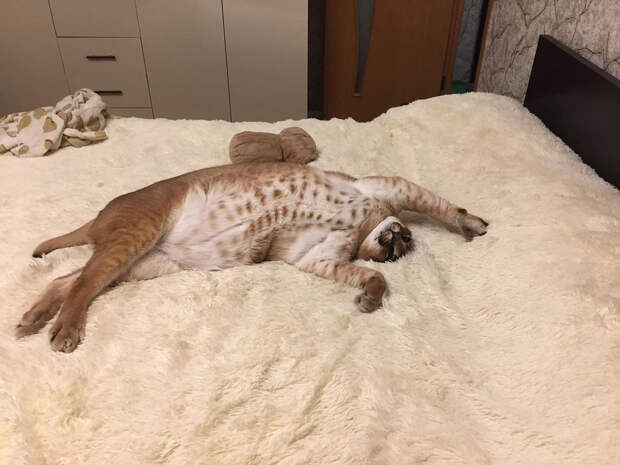 Кто же на самом деле этот кот Шлепа, самый популярный котомем? (ФОТО)
