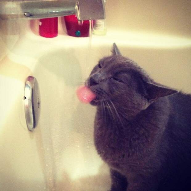 коты обожающие воду 